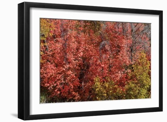 Fall Leaves 6-Lee Peterson-Framed Photographic Print
