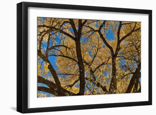 Fall Leaves 7-Lee Peterson-Framed Photographic Print