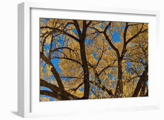 Fall Leaves 7-Lee Peterson-Framed Photographic Print