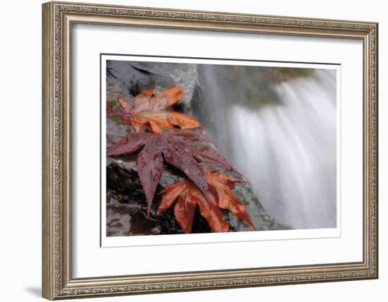 Fall Leaves and Stream-Donald Paulson-Framed Giclee Print