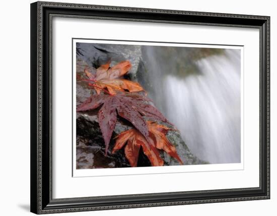 Fall Leaves and Stream-Donald Paulson-Framed Giclee Print