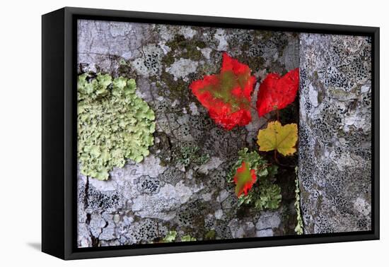 Fall Leaves at Acadia National Park, Maine, USA-Joanne Wells-Framed Premier Image Canvas