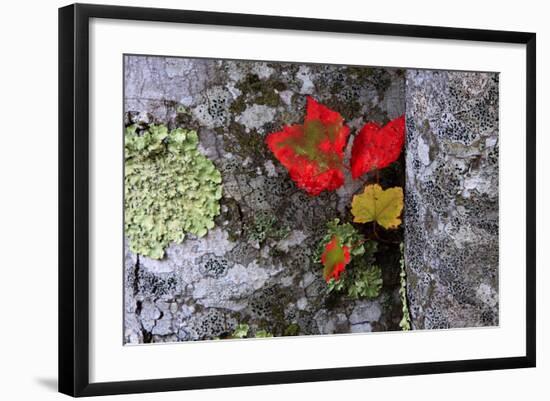 Fall Leaves at Acadia National Park, Maine, USA-Joanne Wells-Framed Photographic Print