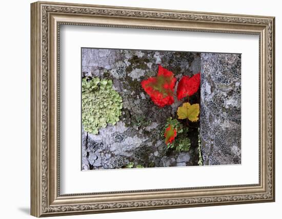 Fall Leaves at Acadia National Park, Maine, USA-Joanne Wells-Framed Photographic Print