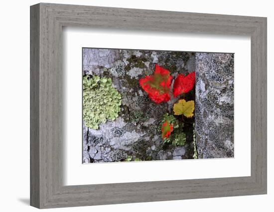 Fall Leaves at Acadia National Park, Maine, USA-Joanne Wells-Framed Photographic Print