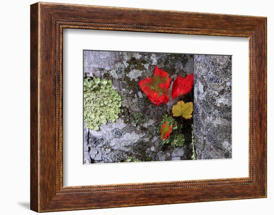 Fall Leaves at Acadia National Park, Maine, USA-Joanne Wells-Framed Photographic Print