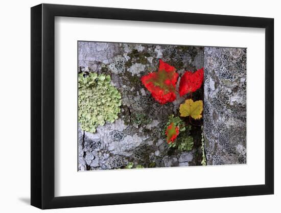 Fall Leaves at Acadia National Park, Maine, USA-Joanne Wells-Framed Photographic Print