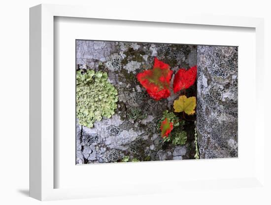 Fall Leaves at Acadia National Park, Maine, USA-Joanne Wells-Framed Photographic Print
