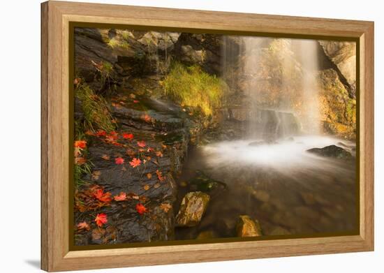 Fall Leaves At The Bottom Of A Waterfall In The Foothills Of The Wasatch Mountains, Utah-Austin Cronnelly-Framed Premier Image Canvas