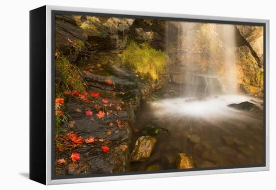 Fall Leaves At The Bottom Of A Waterfall In The Foothills Of The Wasatch Mountains, Utah-Austin Cronnelly-Framed Premier Image Canvas