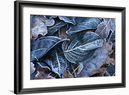 Fall Leaves, Hoarfrost-Brigitte Protzel-Framed Photographic Print