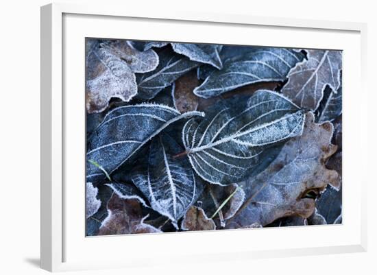 Fall Leaves, Hoarfrost-Brigitte Protzel-Framed Photographic Print