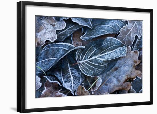 Fall Leaves, Hoarfrost-Brigitte Protzel-Framed Photographic Print