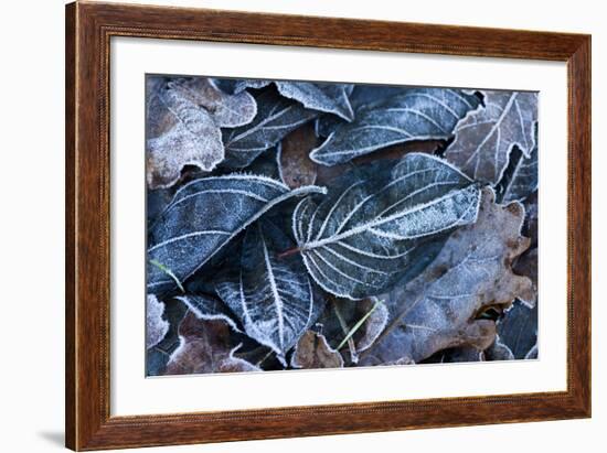 Fall Leaves, Hoarfrost-Brigitte Protzel-Framed Photographic Print