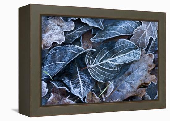 Fall Leaves, Hoarfrost-Brigitte Protzel-Framed Premier Image Canvas