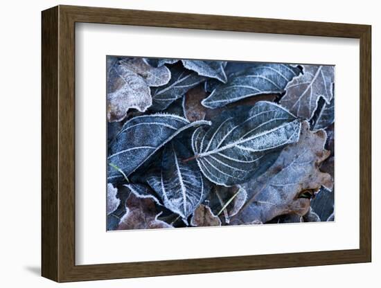 Fall Leaves, Hoarfrost-Brigitte Protzel-Framed Photographic Print