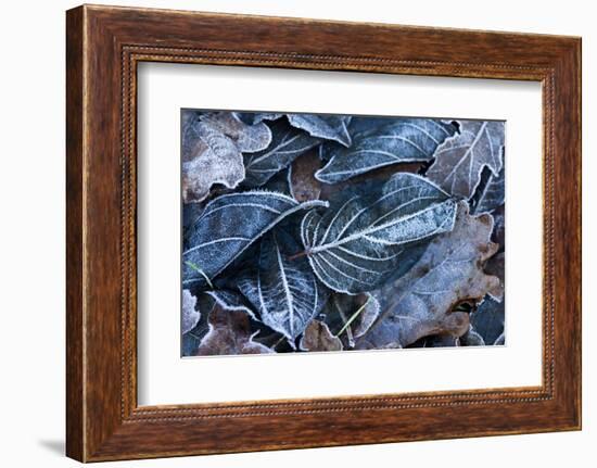 Fall Leaves, Hoarfrost-Brigitte Protzel-Framed Photographic Print