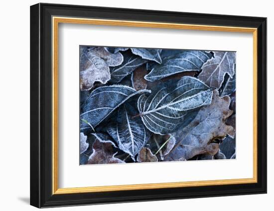 Fall Leaves, Hoarfrost-Brigitte Protzel-Framed Photographic Print