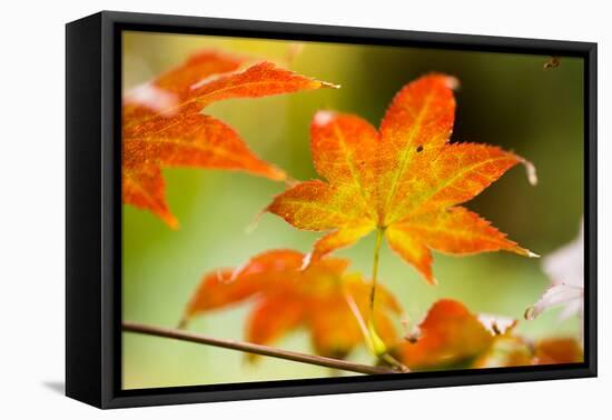 Fall Leaves III-Erin Berzel-Framed Premier Image Canvas