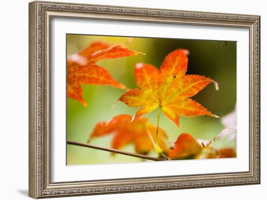 Fall Leaves III-Erin Berzel-Framed Photographic Print