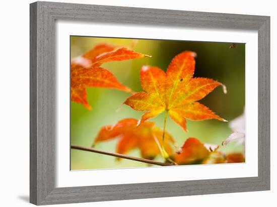 Fall Leaves III-Erin Berzel-Framed Photographic Print