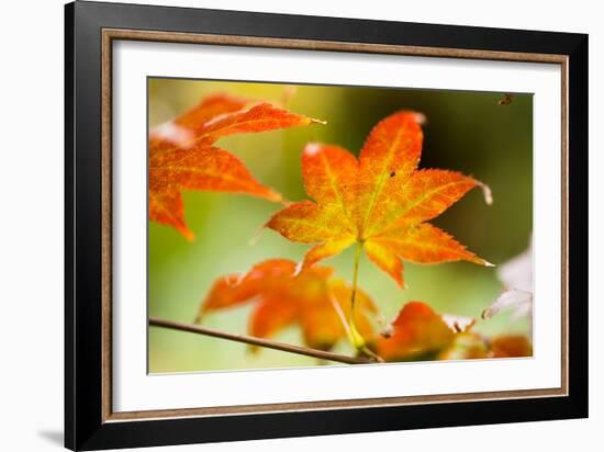 Fall Leaves III-Erin Berzel-Framed Photographic Print