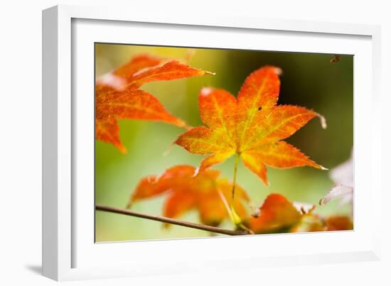 Fall Leaves III-Erin Berzel-Framed Photographic Print