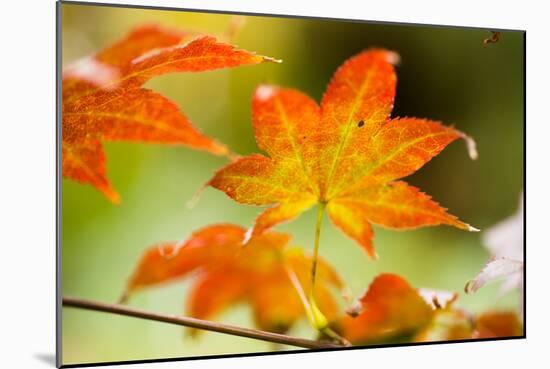 Fall Leaves III-Erin Berzel-Mounted Photographic Print