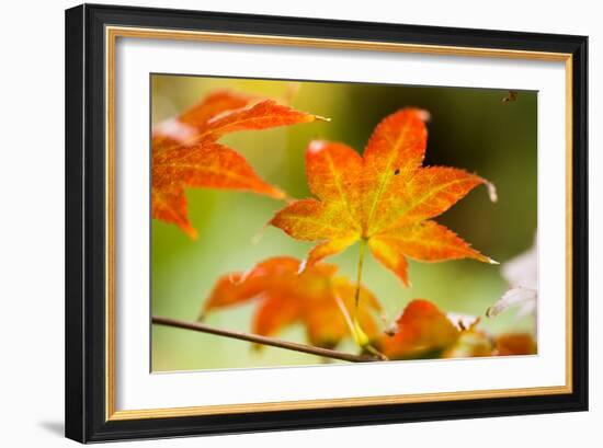 Fall Leaves III-Erin Berzel-Framed Photographic Print