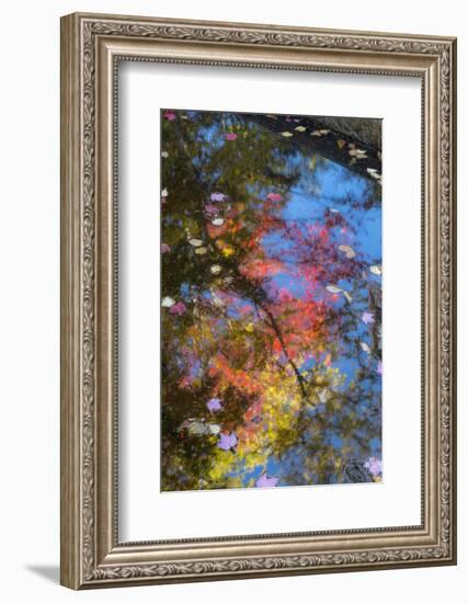 Fall Leaves in Basin Cascade, New Hampshire-Howie Garber-Framed Photographic Print