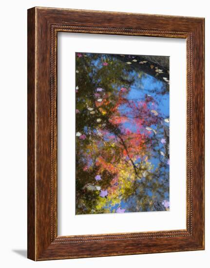 Fall Leaves in Basin Cascade, New Hampshire-Howie Garber-Framed Photographic Print