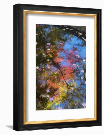 Fall Leaves in Basin Cascade, New Hampshire-Howie Garber-Framed Photographic Print