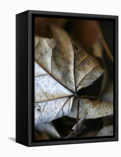 Fall Leaves IV-Nicole Katano-Framed Stretched Canvas