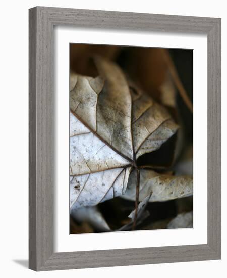 Fall Leaves IV-Nicole Katano-Framed Photo
