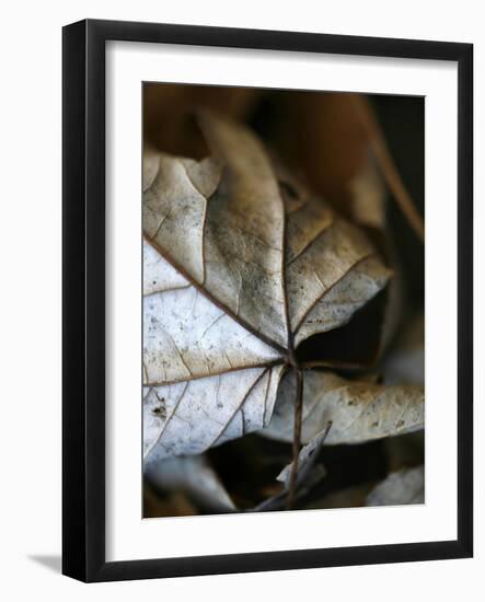 Fall Leaves IV-Nicole Katano-Framed Photo