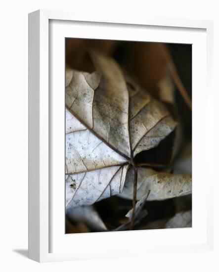 Fall Leaves IV-Nicole Katano-Framed Photo