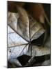 Fall Leaves IV-Nicole Katano-Mounted Photo