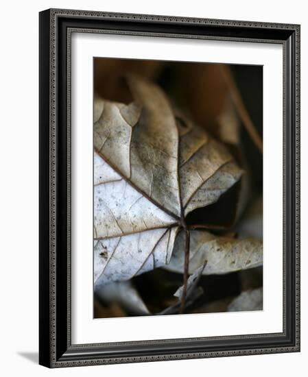 Fall Leaves IV-Nicole Katano-Framed Photo