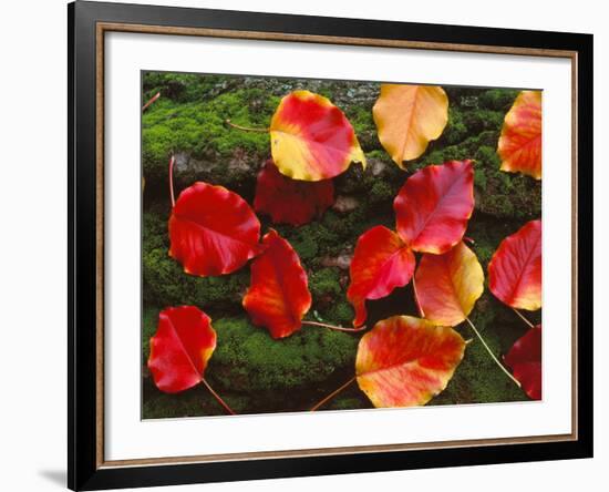 Fall Leaves Sacramento CA USA-null-Framed Photographic Print