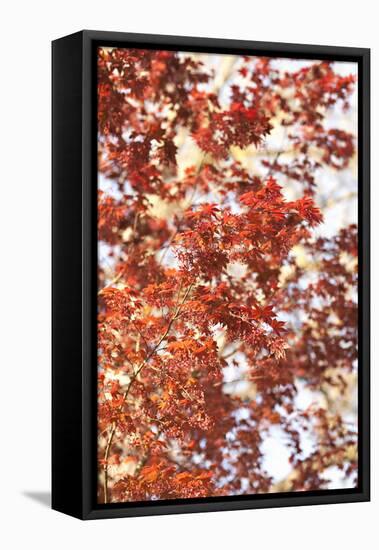 Fall Leaves-Karyn Millet-Framed Premier Image Canvas