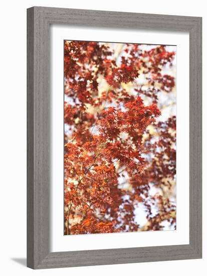 Fall Leaves-Karyn Millet-Framed Photographic Print