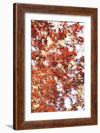 Fall Leaves-Karyn Millet-Framed Photographic Print