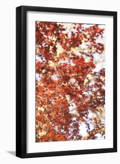 Fall Leaves-Karyn Millet-Framed Photographic Print