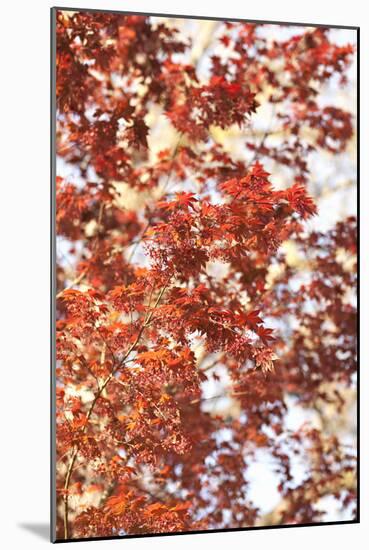 Fall Leaves-Karyn Millet-Mounted Photographic Print