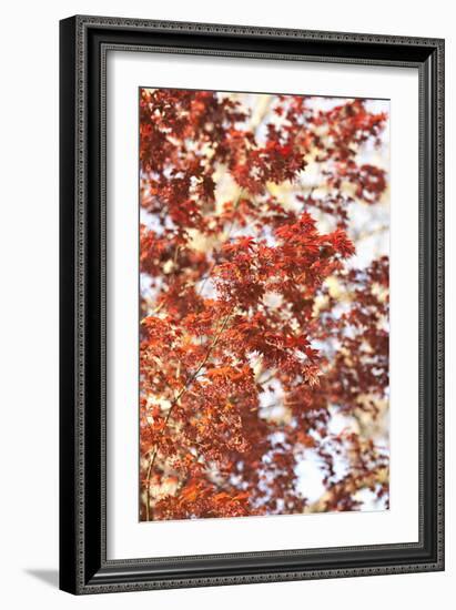 Fall Leaves-Karyn Millet-Framed Photographic Print