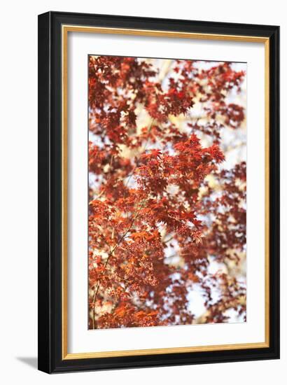 Fall Leaves-Karyn Millet-Framed Photographic Print