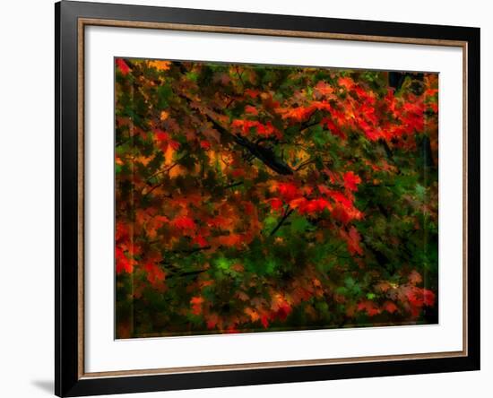 Fall Leaves-Steven Maxx-Framed Photographic Print