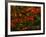 Fall Leaves-Steven Maxx-Framed Photographic Print