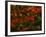 Fall Leaves-Steven Maxx-Framed Photographic Print