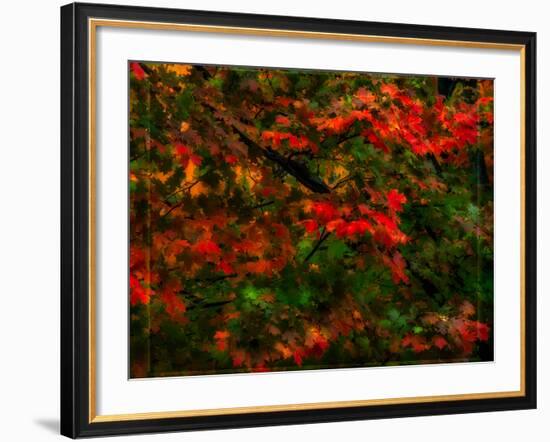 Fall Leaves-Steven Maxx-Framed Photographic Print